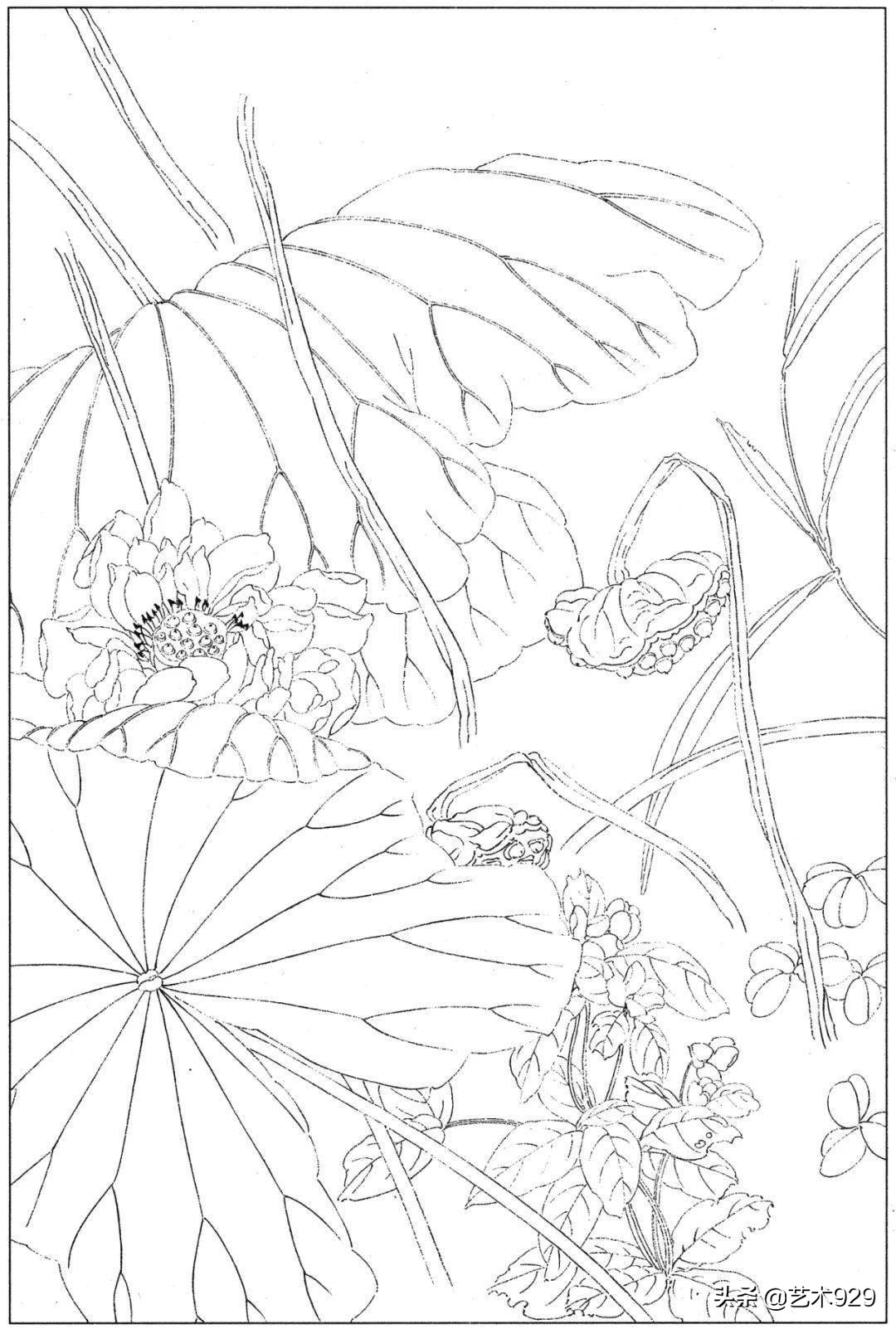 适合初学者的荷花白描画稿,荷花小品实用白描画稿