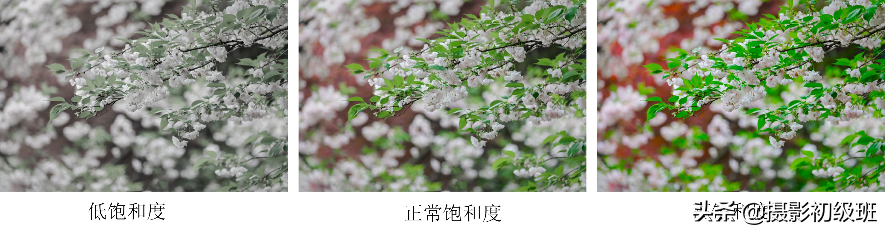 摄影饱和度怎么调,小白学摄影饱和度