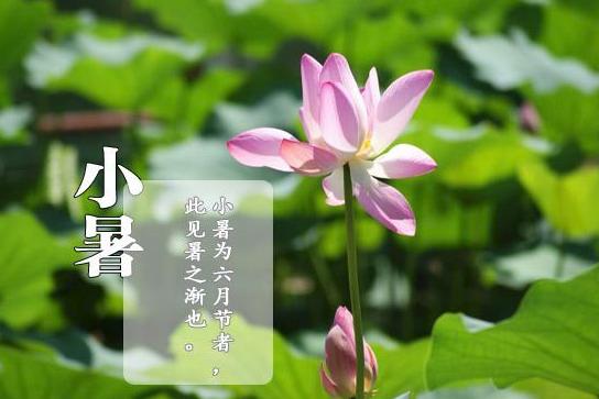 二十四节气小暑绘画教程,二十四节气小暑至盛夏始