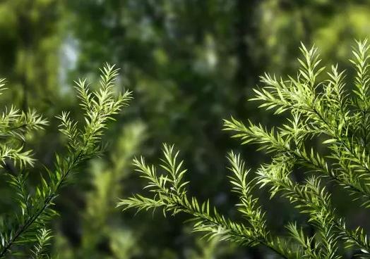 过敏性鼻炎怎么用茶树精油 (茶树精油对过敏性鼻炎有哪些帮助)