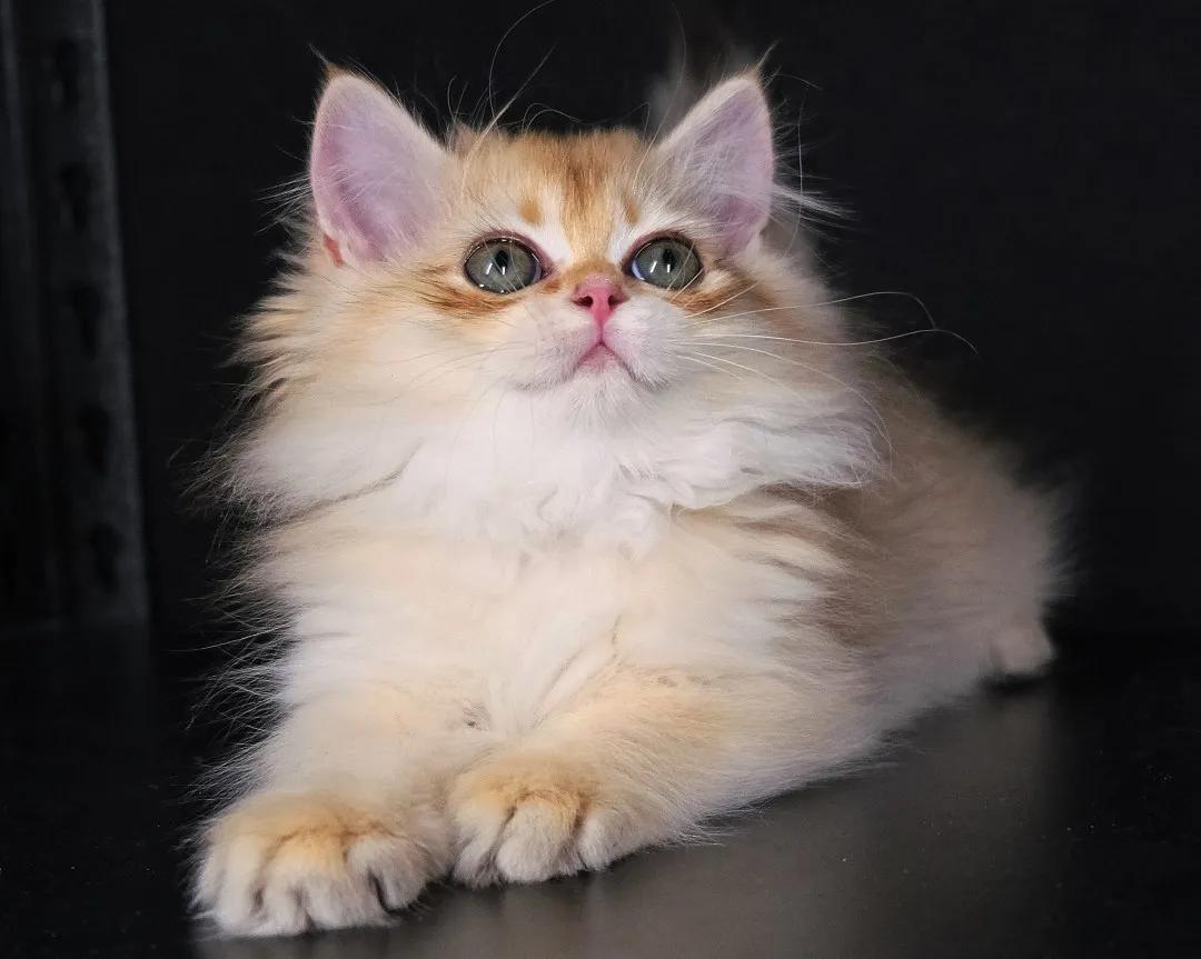 英短为什么讨人厌,英短猫为什么不建议养