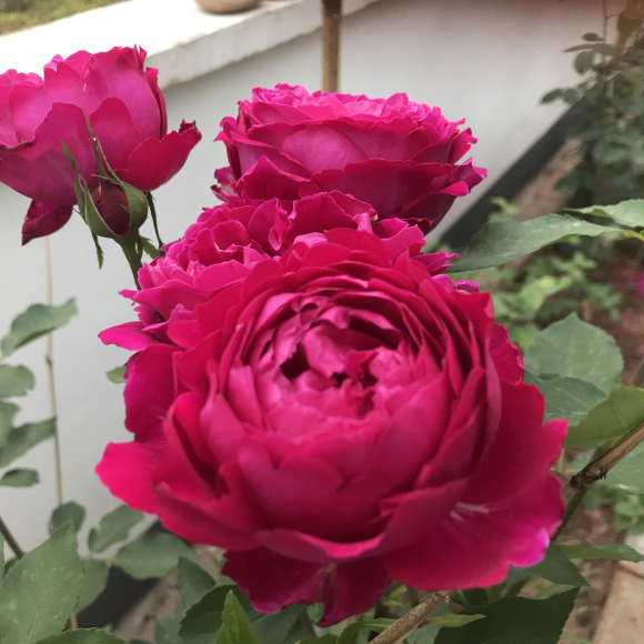 芳香四溢的月季品种有哪些,分享图片花香四溢令人着迷的月季