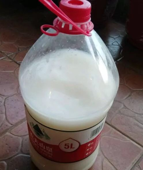 淘米水浇米兰多久浇一次,米兰能用淘米水浇吗