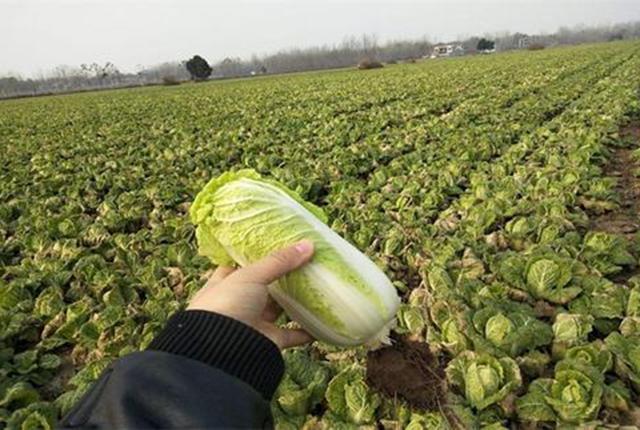 卷心菜和大白菜哪个更有营养,白菜娃娃菜生菜甘蓝