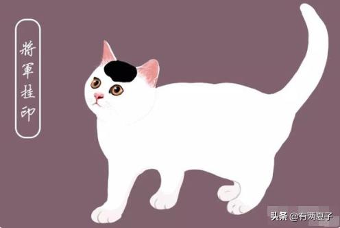 古代有哪些宠物猫品种名称,根据猫咪花色取名的猫品种