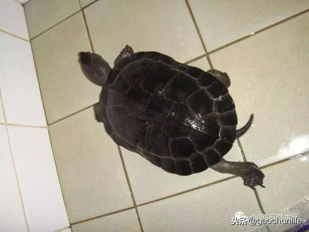 草龟难养,养草龟笔记