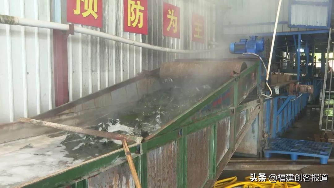 海带采收,海带收割最新视频