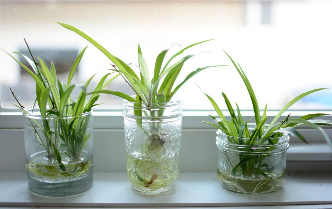 最适合懒人水培的植物,有哪些植物是水培的好看且易养