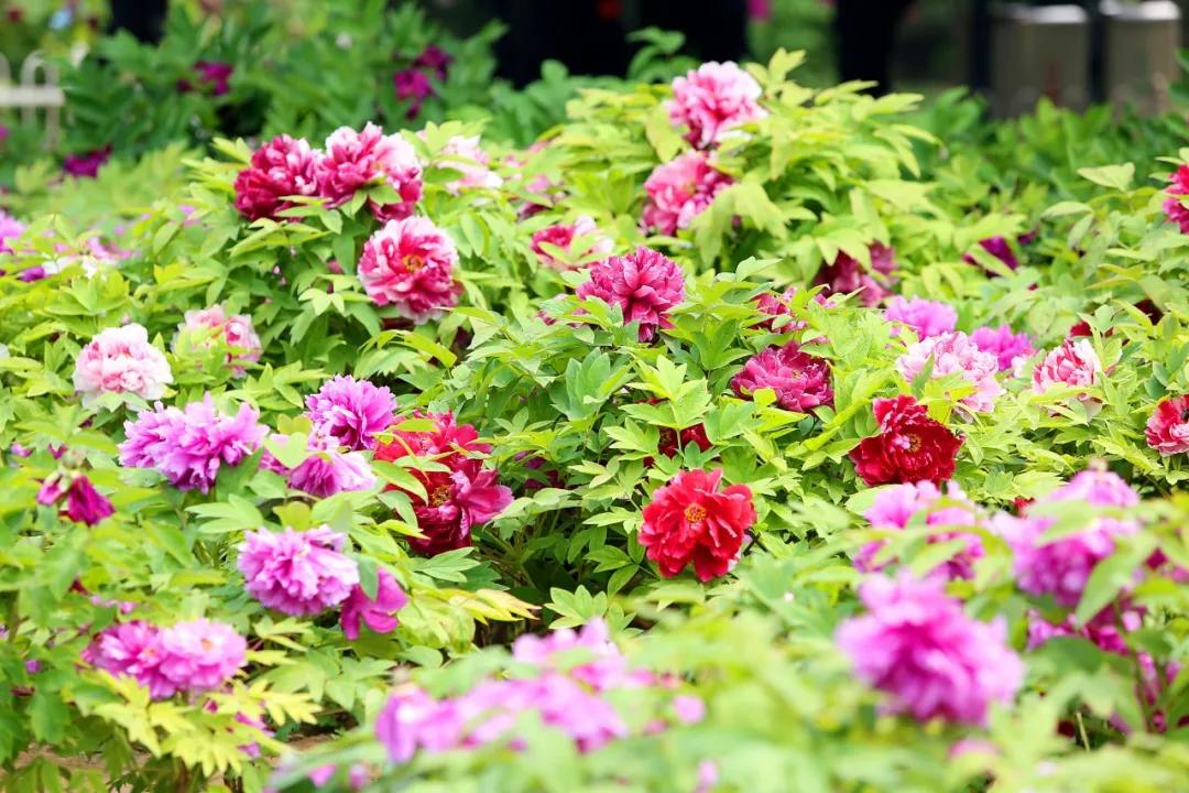 多学科协作为肾衰及多种合并症患者“个体订制”诊疗方案