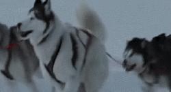 哈士奇拯救小镇,哈士奇拯救了一个村的人