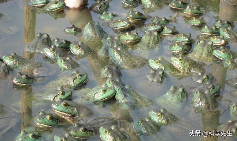 利润很吓人的10个冷门养殖项目,高盈利高风险的养殖有哪些