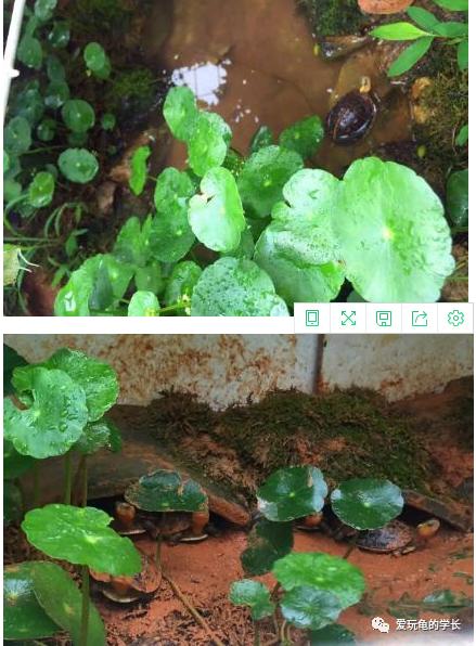 黄缘龟该如何造景,黄缘龟造景用河沙