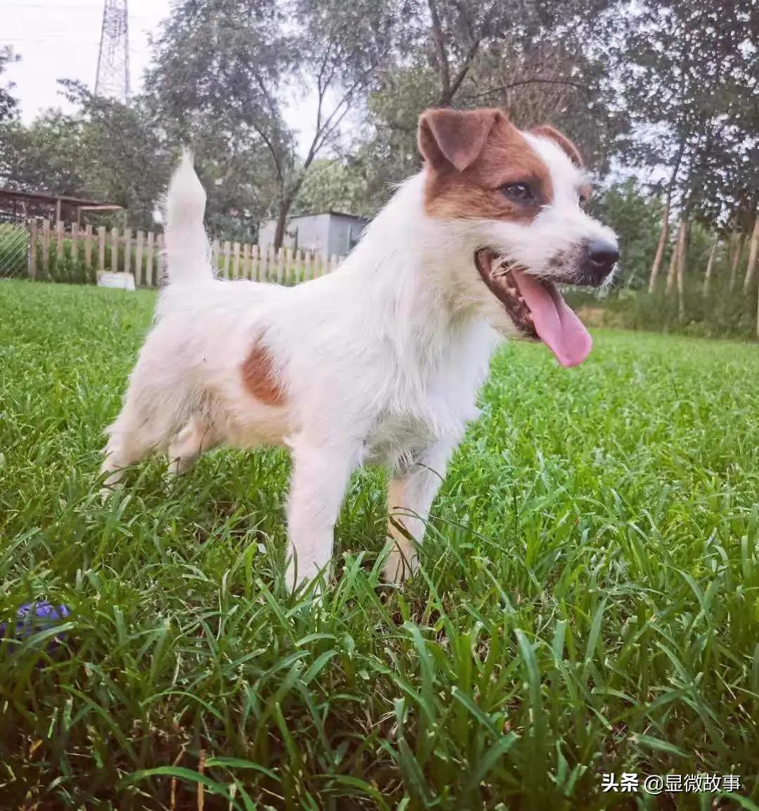 揭秘宠物殡葬：我设计了6487个骨灰盒，只为了帮它体面离开