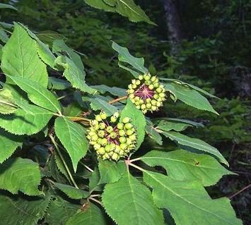 刺五加是刺果棒吗,刺五加别名叫什么