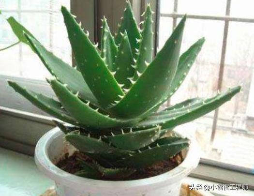 适合孕妇的室内绿植,家里有孕妇房间适合养什么植物