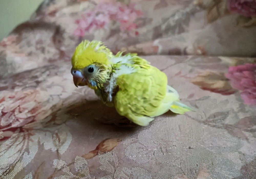 鹦鹉单眼伤风怎么导致的,鹦鹉单眼伤风怎么办