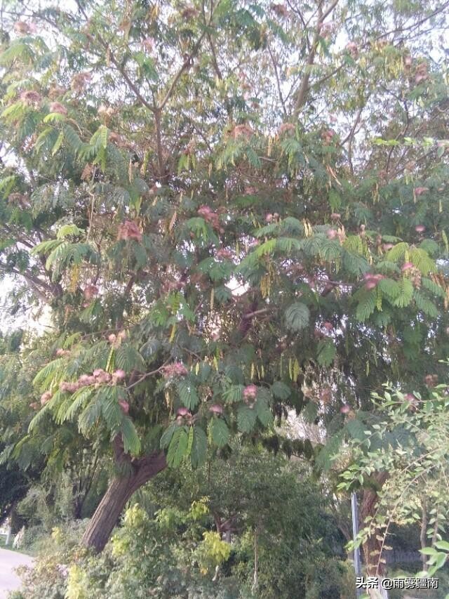 读古诗词，赏阿图什*欢合**花