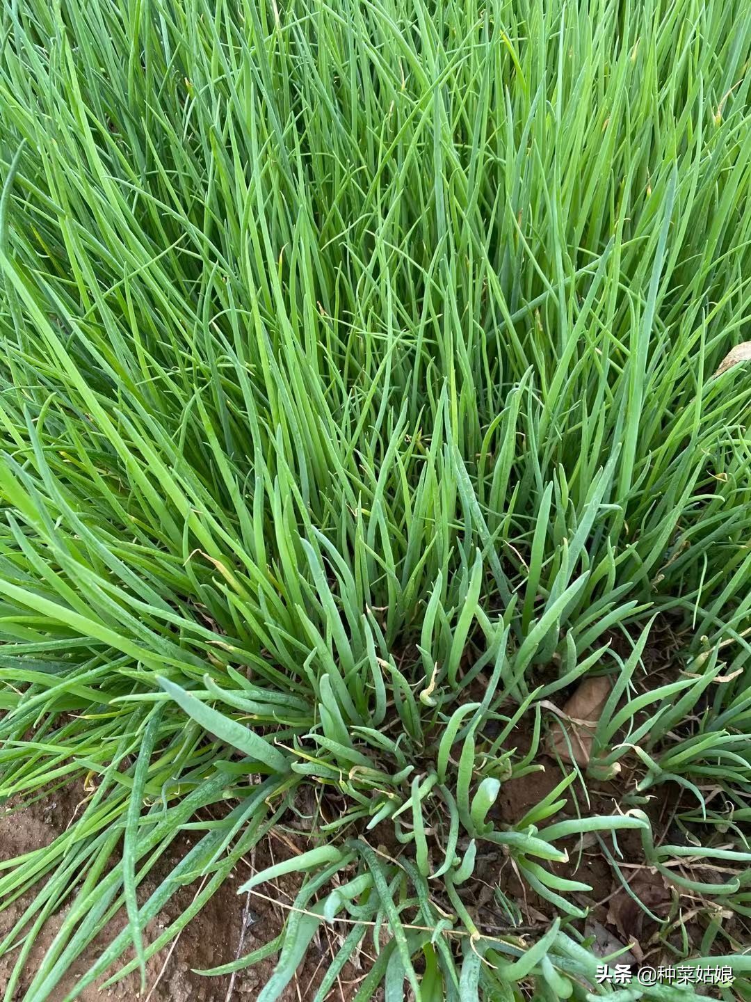 小葱种植方法和几月撒种,小葱种子什么时间播种最佳