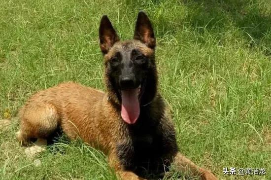 老血统马犬,马犬禁养吗