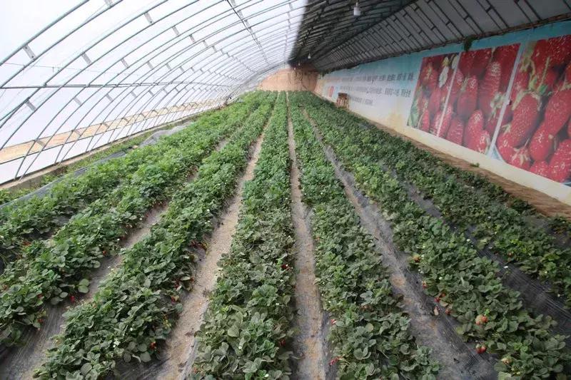 湘妹子的“花世界”——记黄陵县妇女创业能手张凤姣