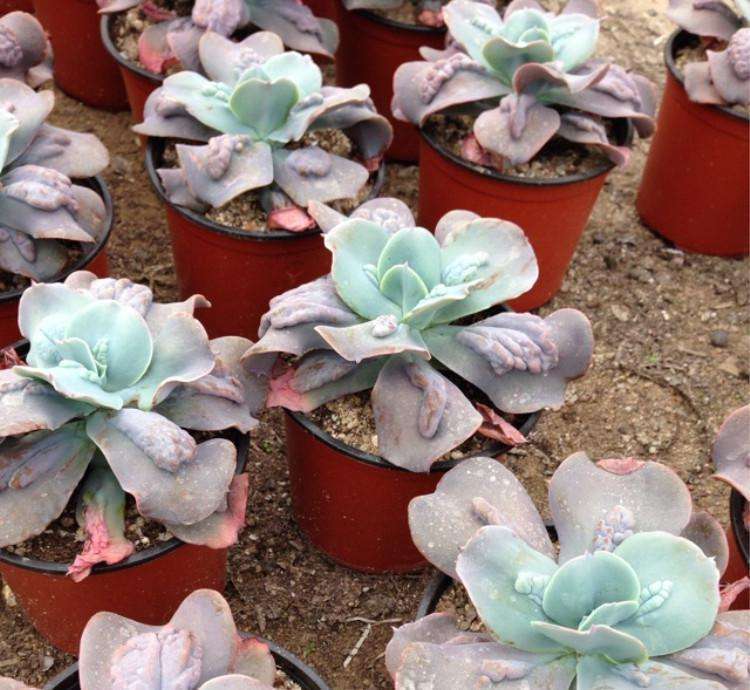 气温高的夏天多肉如何养护,高温夏天多肉怎么养出状态