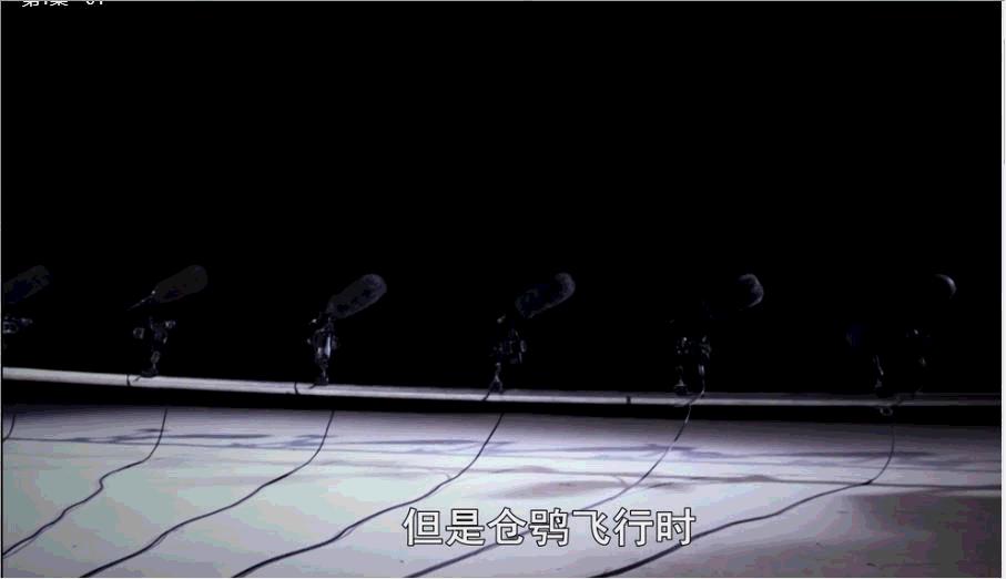 不期而遇：同猫头鹰的短暂邂逅，让我彻底爱上了这个小家伙