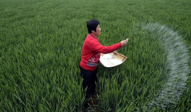欧洲麦穗鱼泛滥,麦穗鱼入侵哪些国家