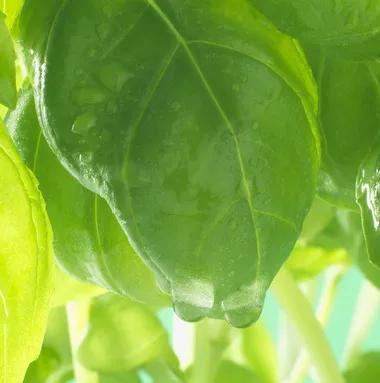 高考风油精备战,高考生提神精油哪种好