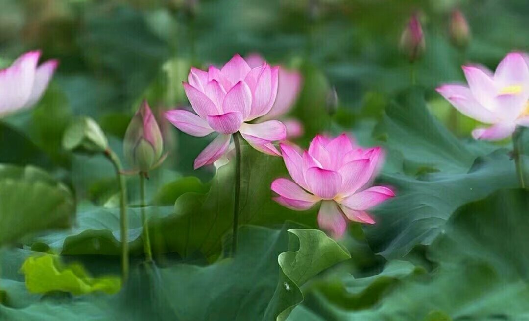 首批中国少数民族特点村寨,中国少数民族特点村寨第一批名录