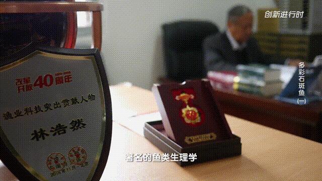 一条石斑鱼,一条石斑鱼一碗白饭