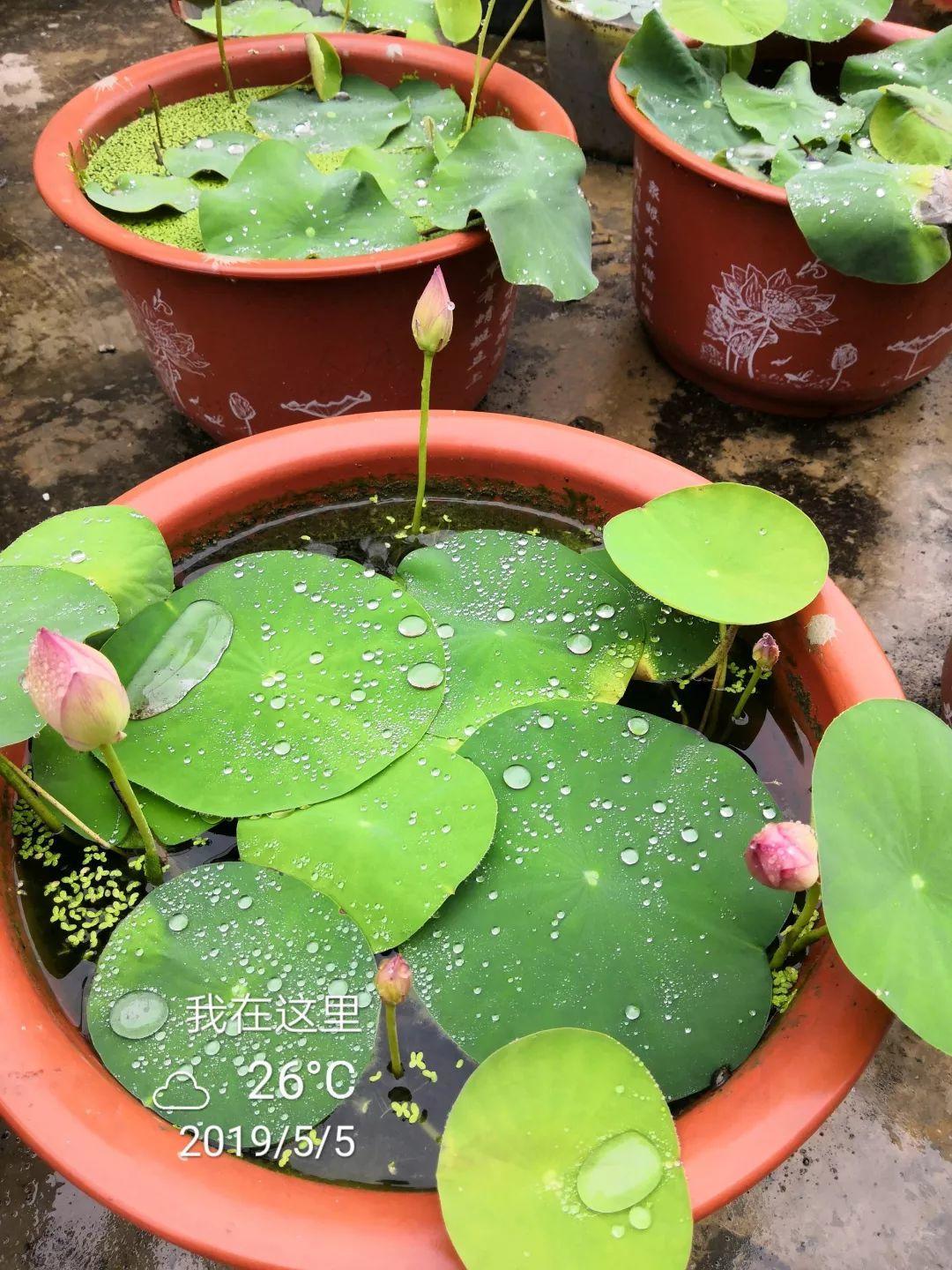 碗莲开花后的种子还可以用吗,碗莲种子种的第一年能开花吗