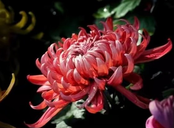 茶花是我国的十大名花吗,中国十大名花图片及花语