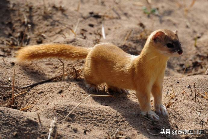 农村养了一种奇怪的鸡,农村养鸡最怕什么动物