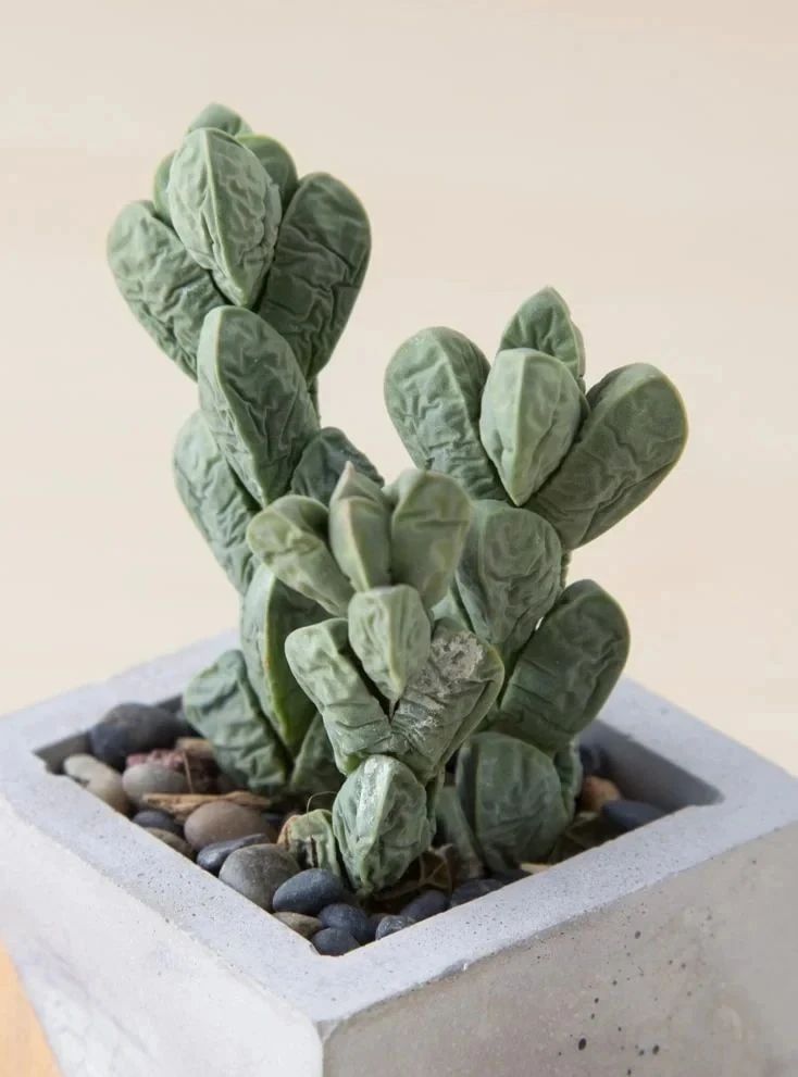 让多肉盆栽蓬勃生长的6个妙招,多肉盆栽夏季怎么养护