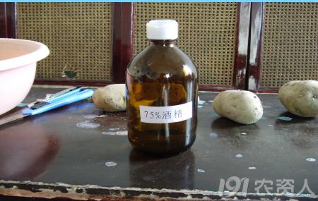 马铃薯主要栽培技术要点,马铃薯地膜覆盖高产栽培技术