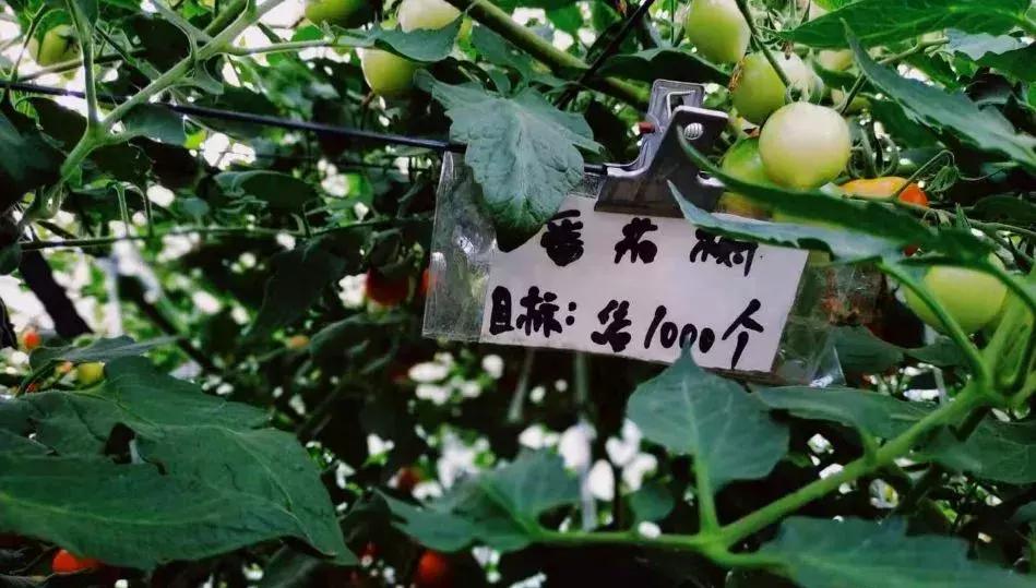 被“致富经”忽悠养殖野鸡，没想到失败以后反而成了番茄大王