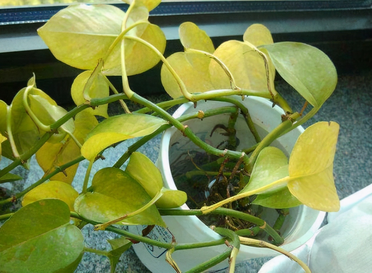 绿萝怎么样养才能长得大长得好,绿萝怎么养比较长得快