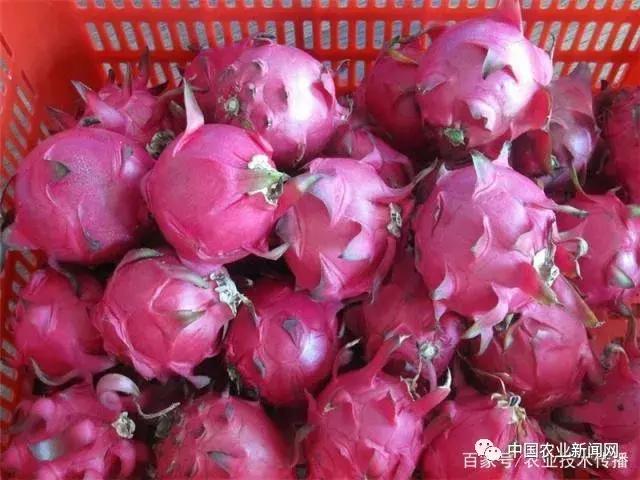 火龙果冬季浇水的正确方法,火龙果冬季修剪的正确方法