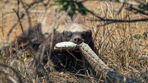 平头哥为何免疫毒蛇毒液,平头哥为什么不怕毒蛇的毒