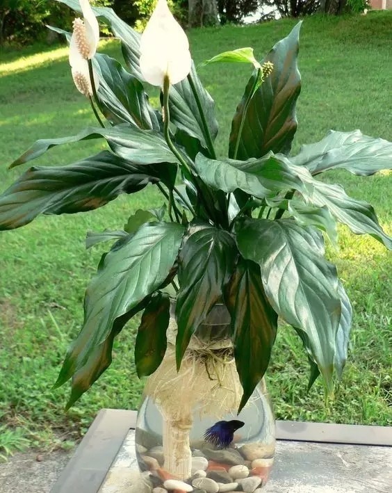 在家里面适合养什么水培植物,最适合家里养的水培植物