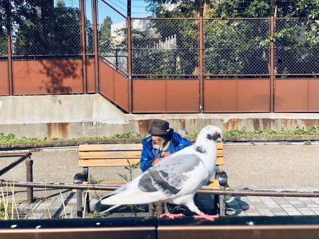 东京到镰仓和箱根攻略,东京箱根富士山镰仓