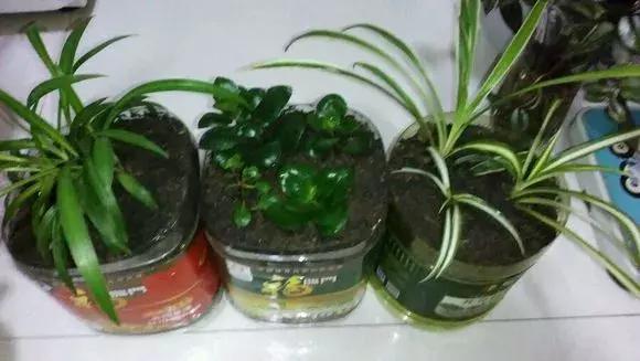 吊兰绿萝花盆制作,用塑料瓶做绿萝吊兰花瓶