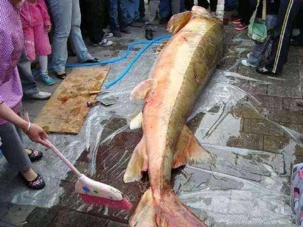 比鲸鱼还大的淡水鱼,现存海洋中最大的鱼排名