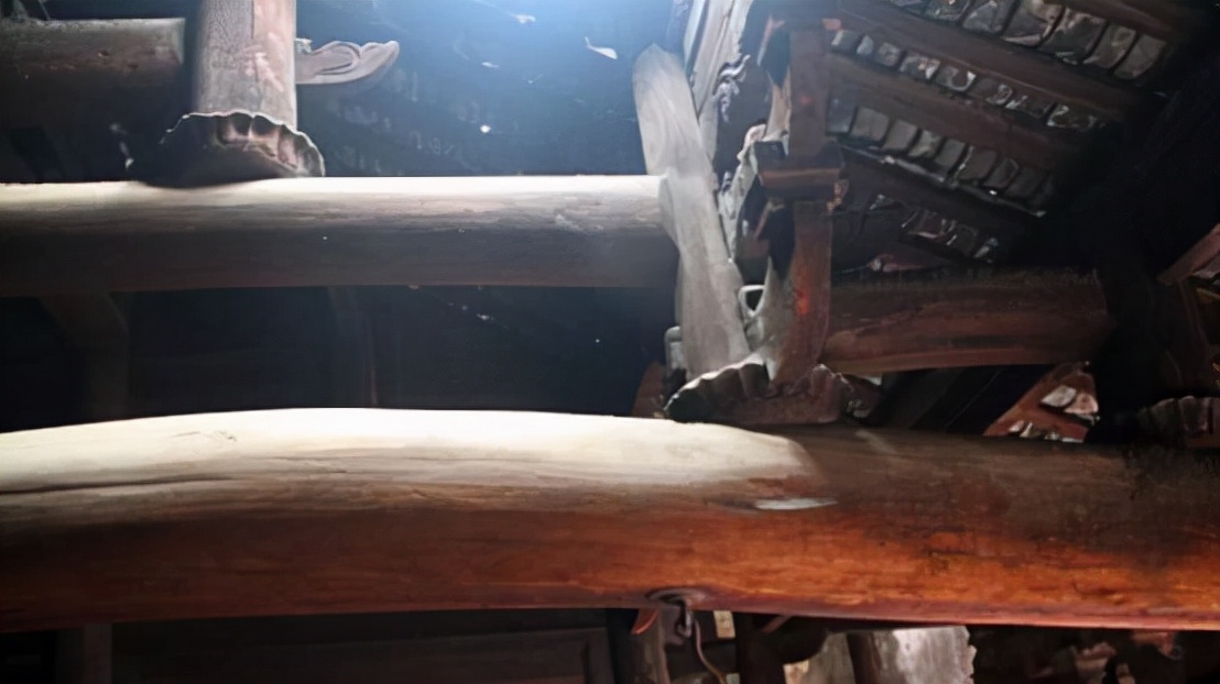 最上层的古代金丝楠木的价格,一棵50年金丝楠木现在市价多少