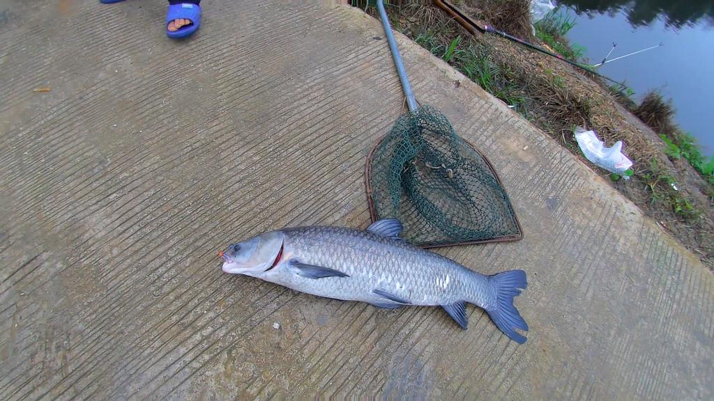 钓鱼用粗线大钩的缺点,大钩粗子线钓鱼效果好吗