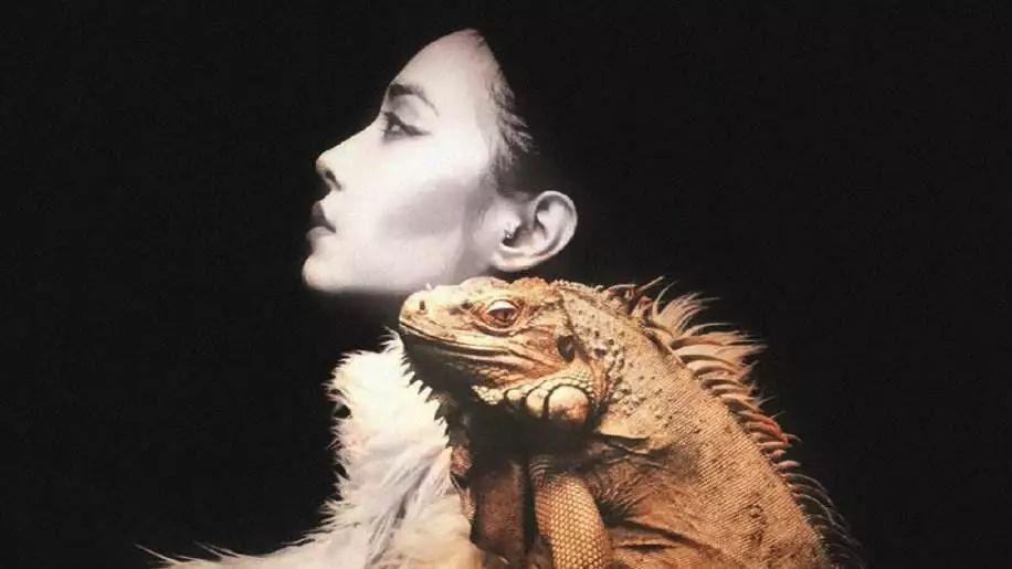 杨丞琳王心凌张韶涵蔡依林she热度,张韶涵周杰伦杨丞琳王心凌