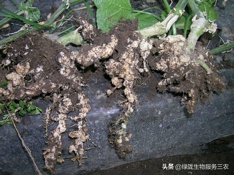 线虫侵袭作物，影响产品品质和产量，关于根结线虫，你了解多少？