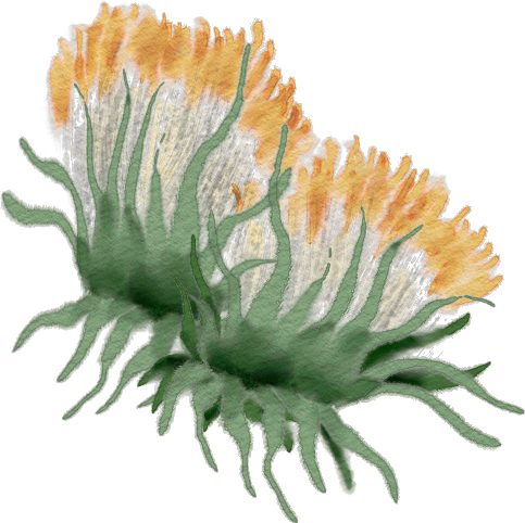 古法龟苓膏纯手工熬制方法,用龟壳熬制龟苓膏做法