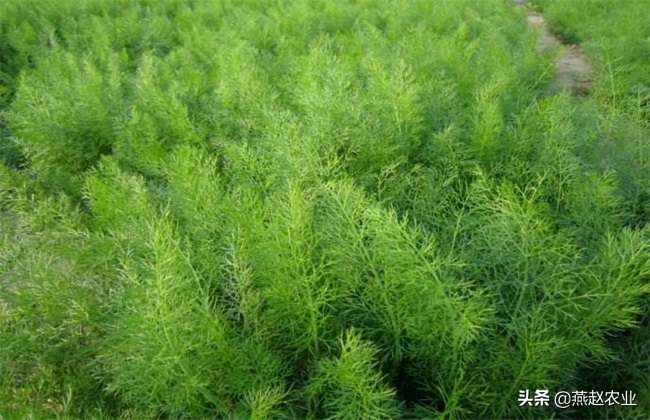 农民种茴香哪些要点需要掌握,这季节种什么蔬菜最合适小茴香