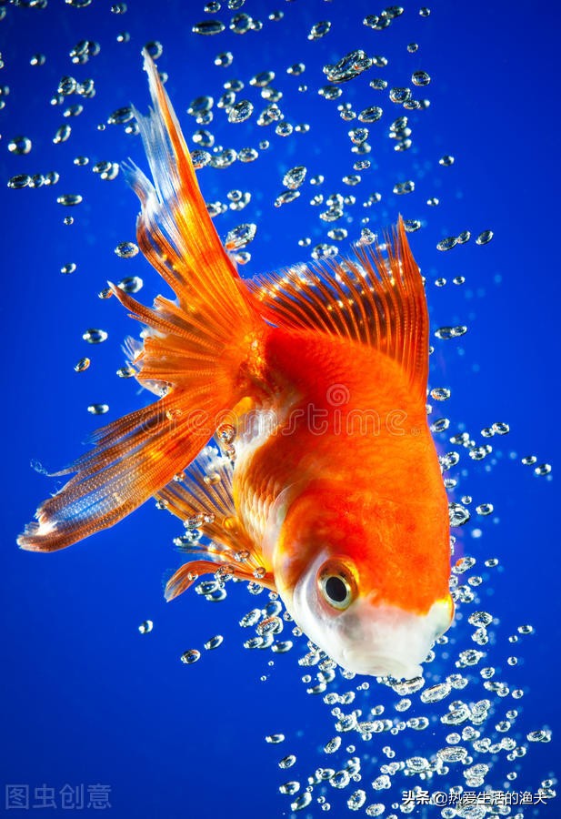 养金鱼需要注意的事项,饲养兰寿金鱼需要注意什么问题